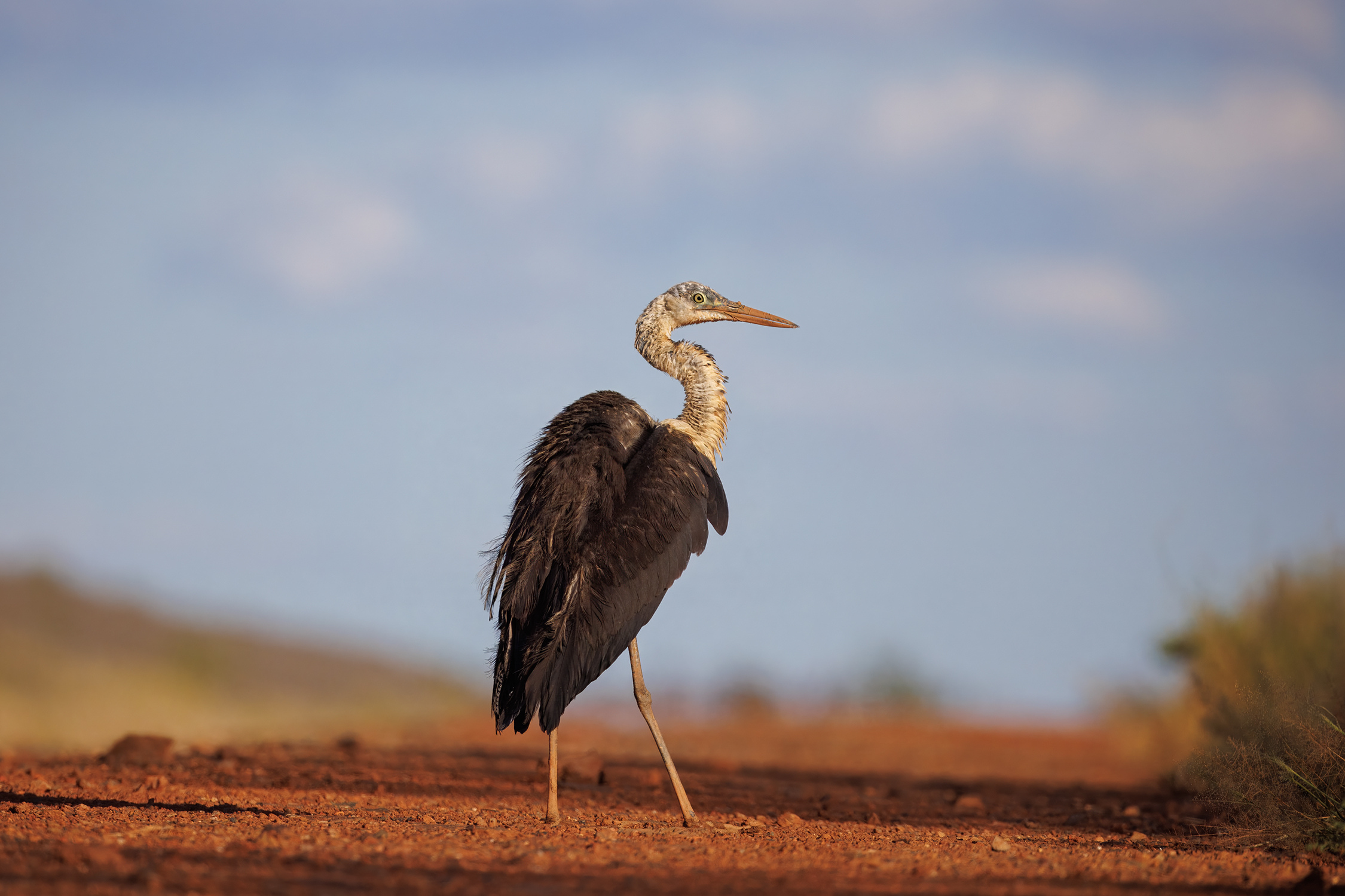 Patience and the Pacific Heron 🪿
