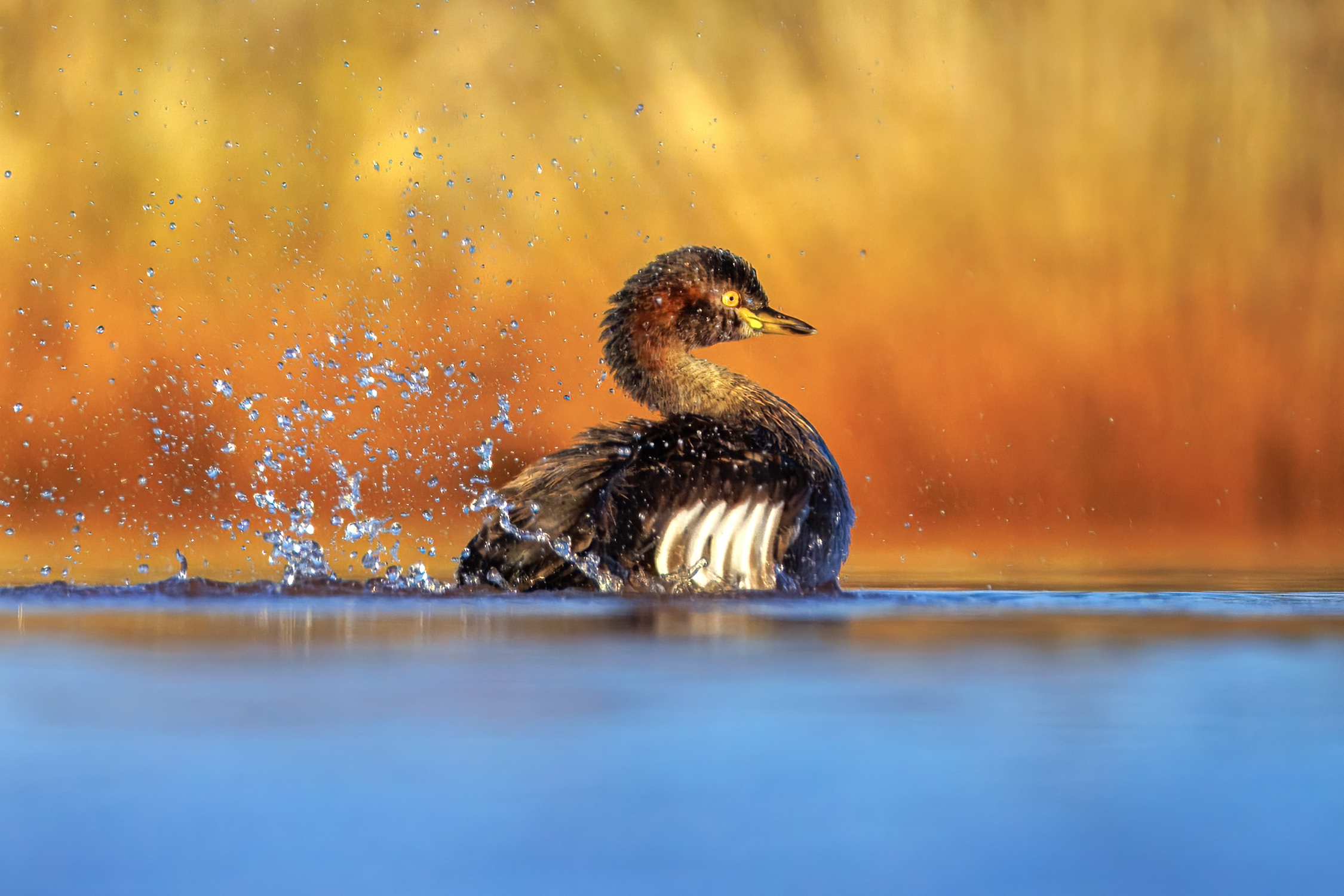 Chasing Grebes in the Tanami: A Photography Journey 🦆