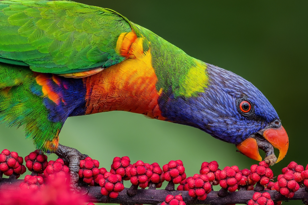 Crossing the Line: My First Year Competing in International Wildlife Photography Contests 🏆