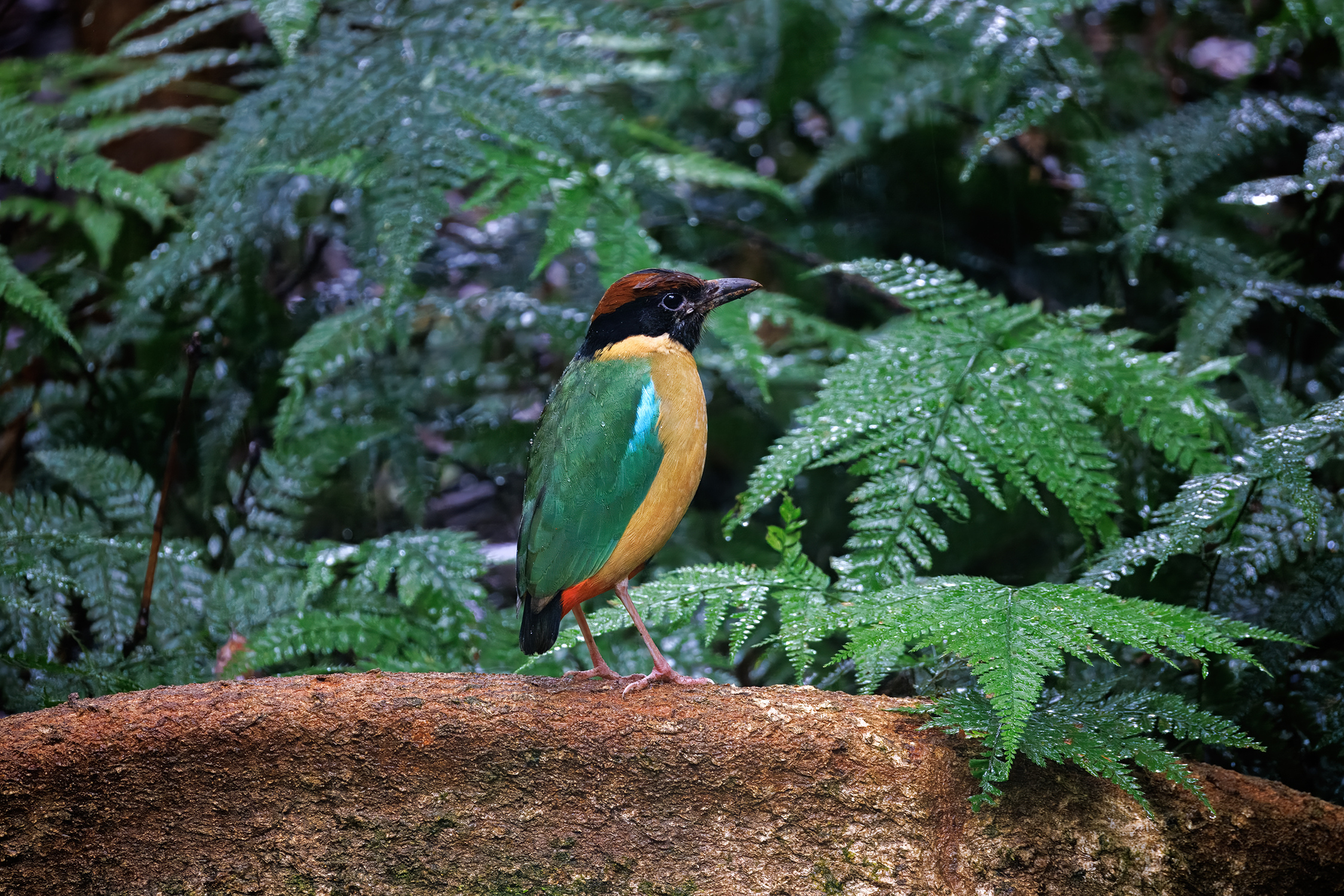 Jewel of the Jungle: Chasing the Elusive Noisy Pitta 🦜