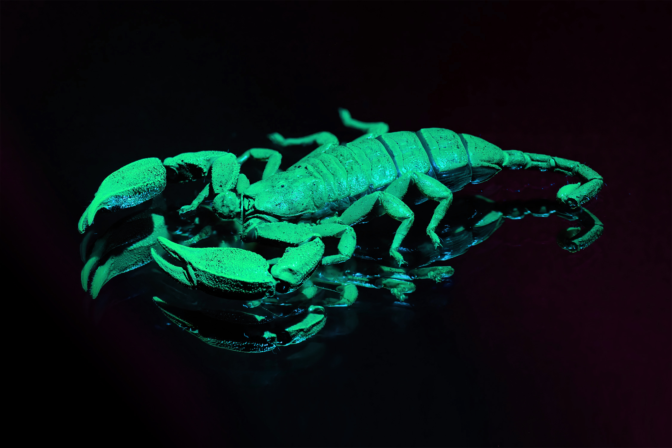 Project Scorpion: The Glowing Escape Artist 🦂