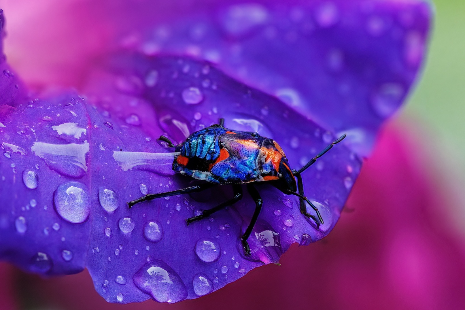 Falling for the Small Things: Discovering the Art of Macro 🪲