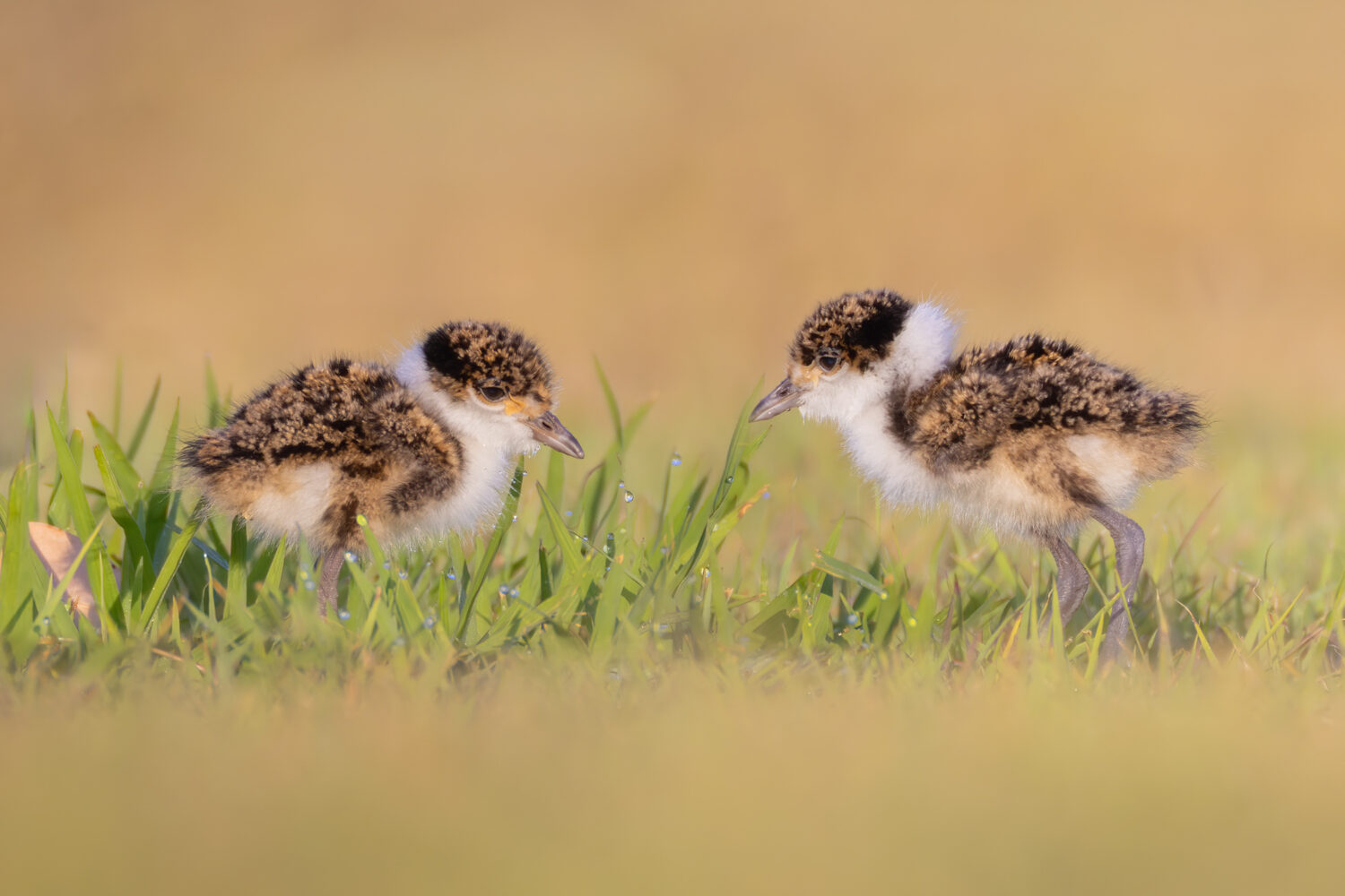 Adorable Danger: Photographing Baby Masked Lapwings 🐤