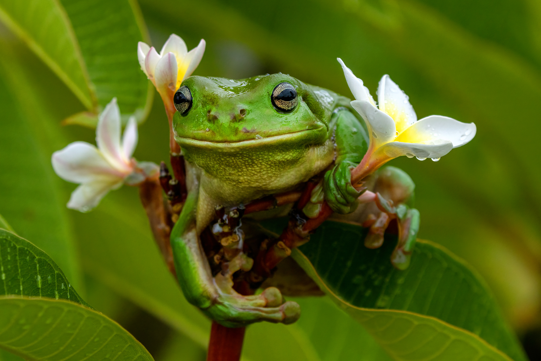 Frangipani Dreams: A Closer Look at the Enchanting World of Plumeria 🏵️
