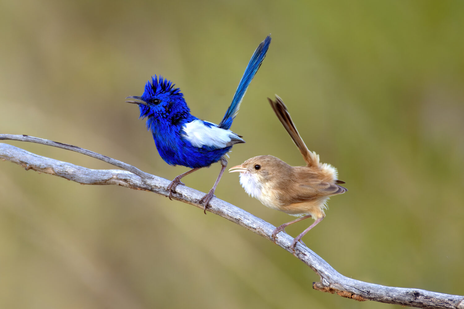 Jewels of the Bush: My Encounters with Australia’s Fairywrens 🐦