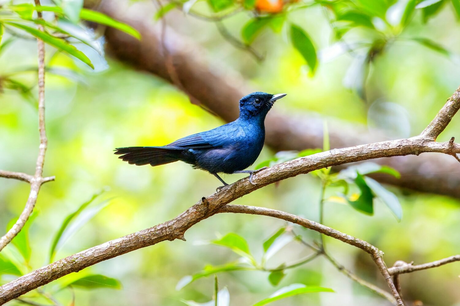 Chasing the Light: A Story of the Shining Flycatcher