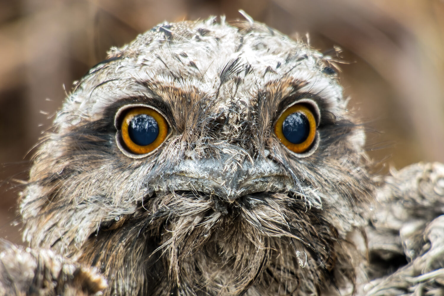 From Chase to Connection: How Local Birds Redefined My Photography