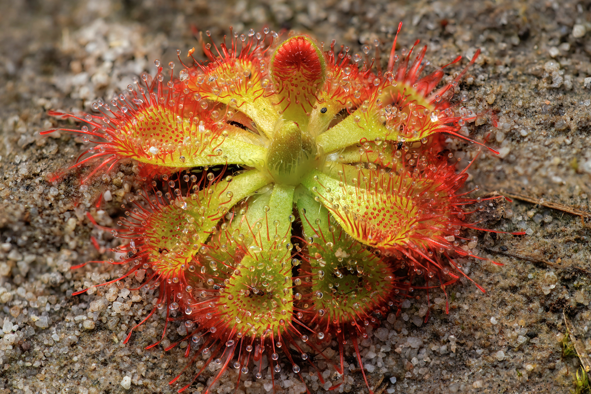 Hunting Dew: A Close-Up Encounter with Sundews