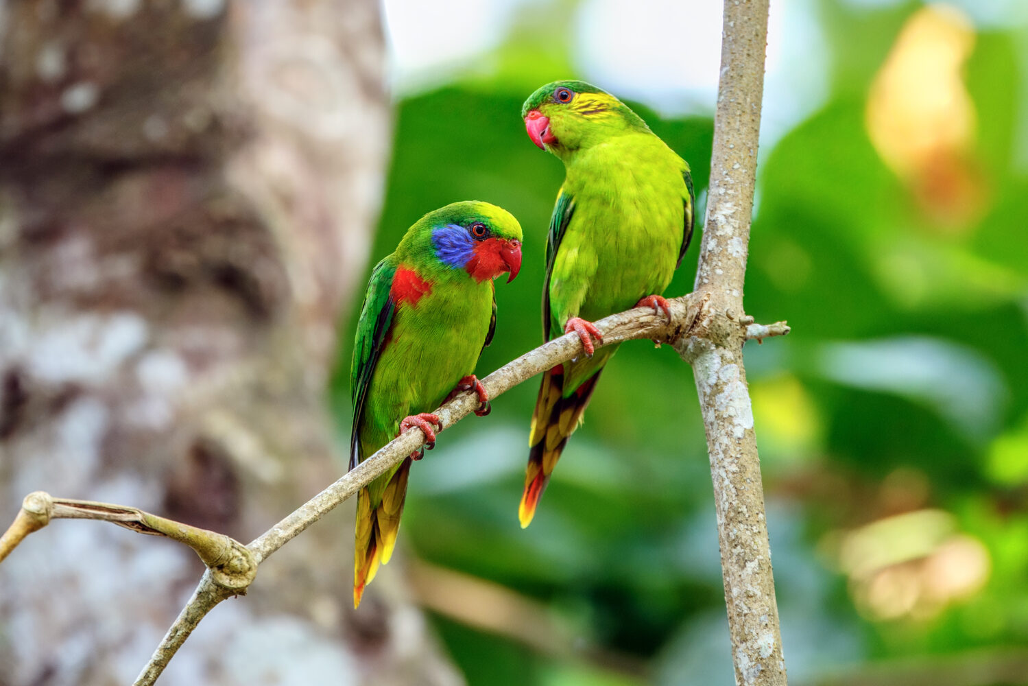 Looking Back: My Favourite Bird Photos from 2019