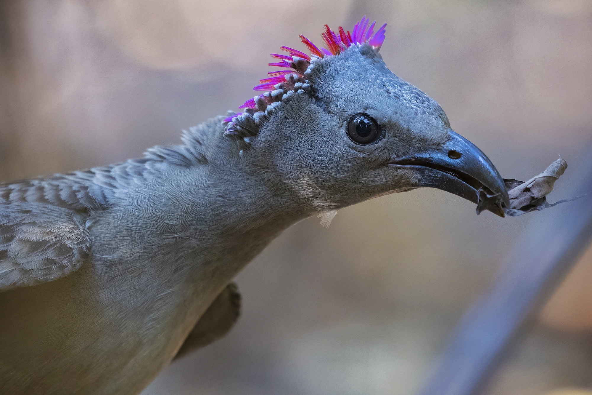 The Master Builders of the Bush: My Encounters with Great Bowerbirds