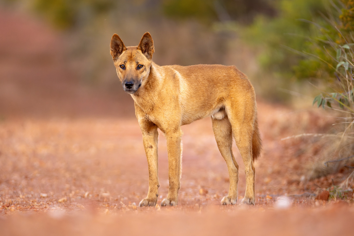 Wild and Unfiltered: A Closer Look at the Dingoes of the Tanami Desert