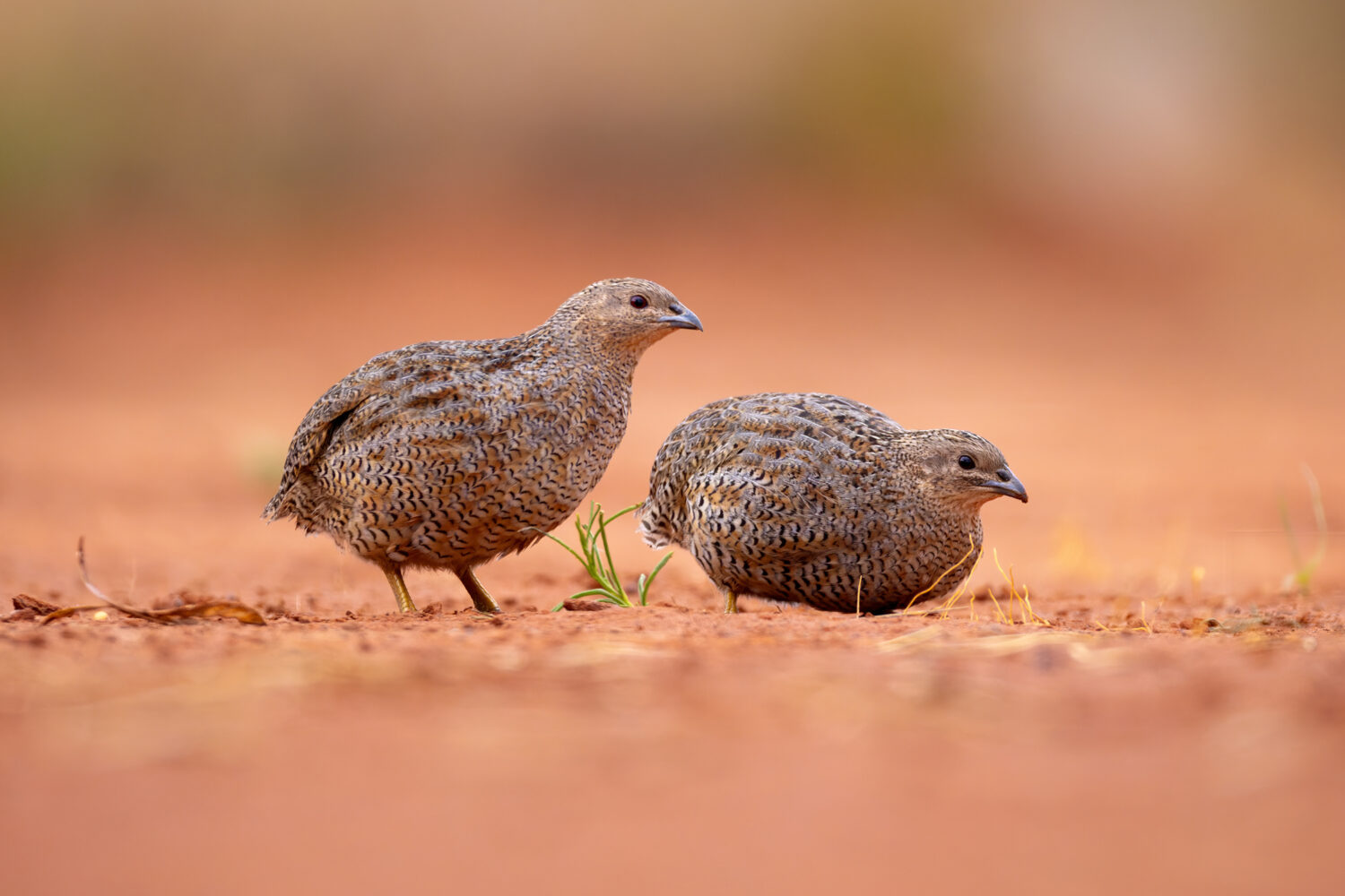 Quail Tales: A Moment to Remember