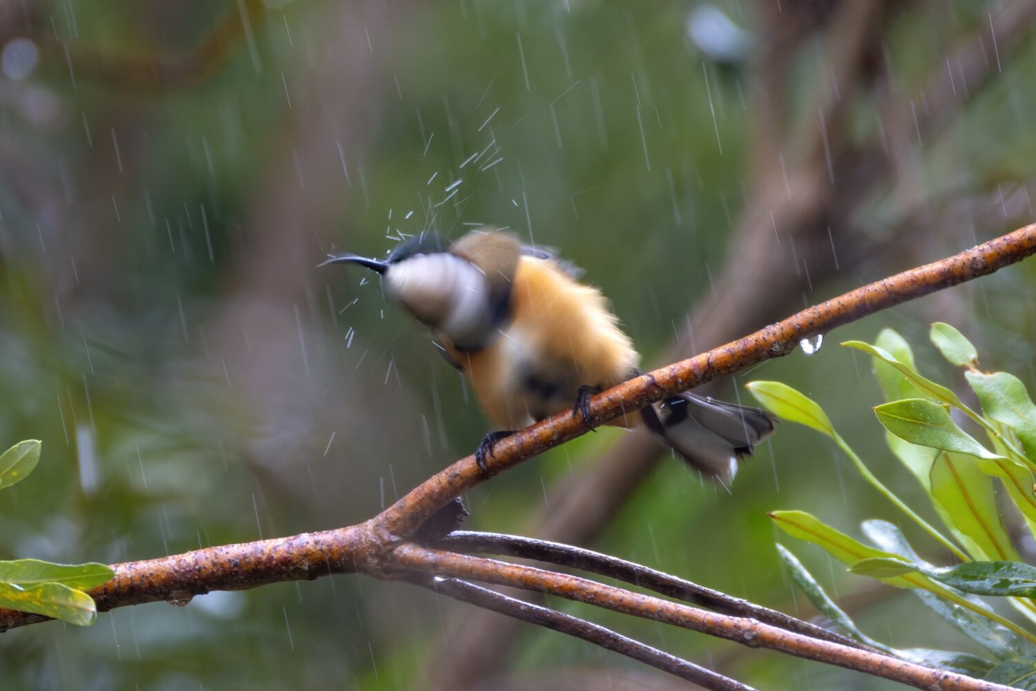 Shooting in the Rain: Madness or Magic?