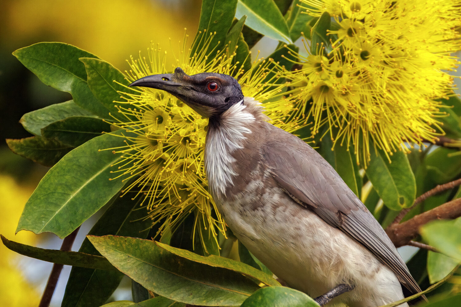 Crazy Blooms, Colourful Birds: Australia’s Natural Duets