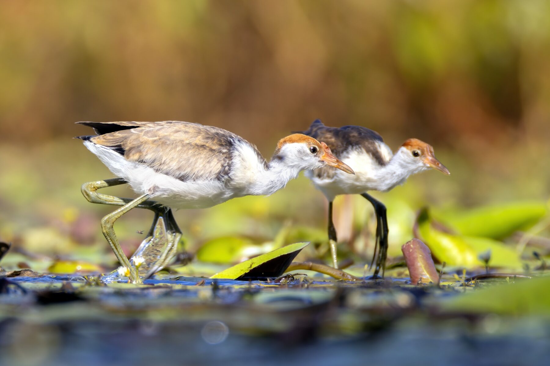Funky Feet and Fierce Comb: The Charm of Comb-crested Jacanas