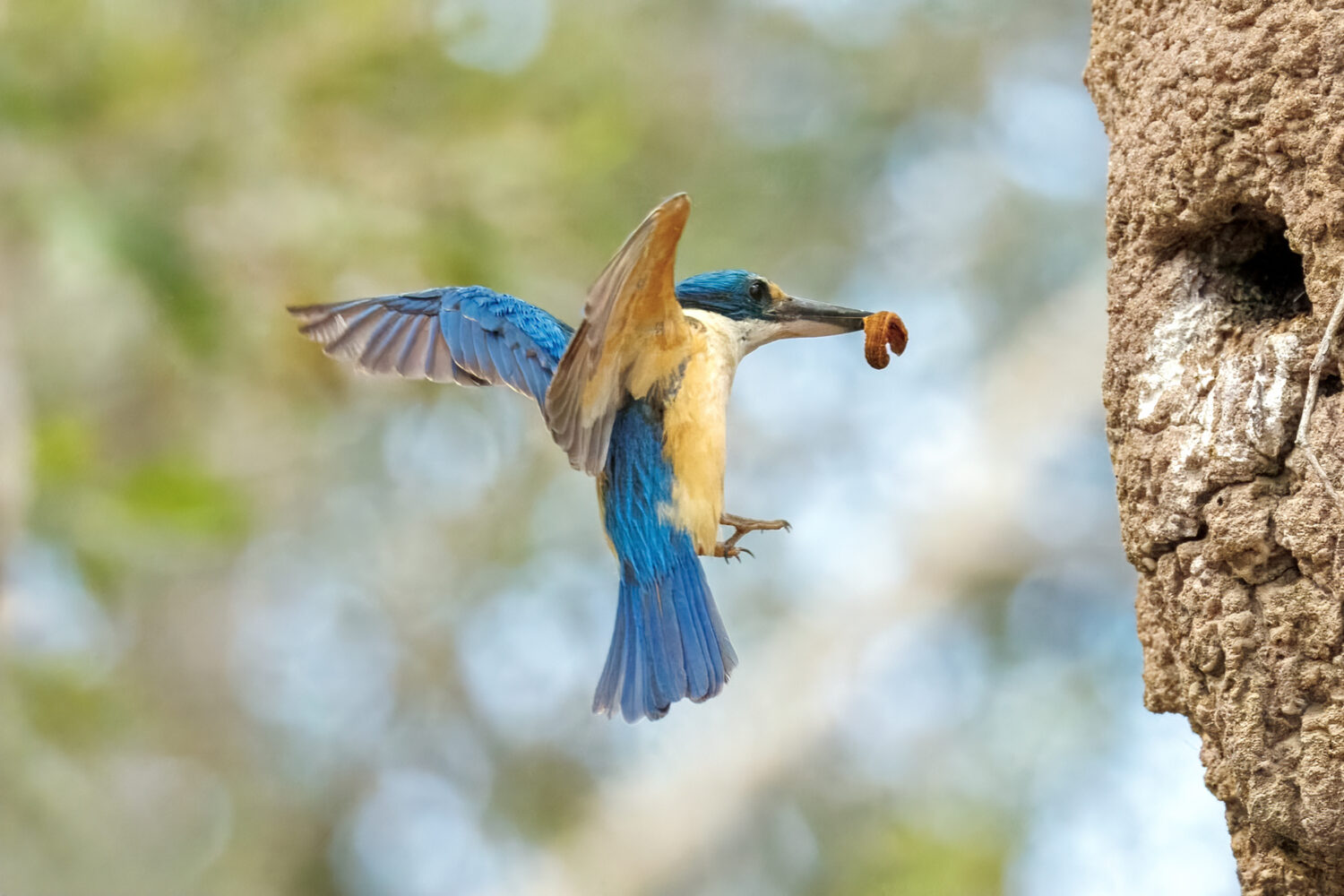 Sacred Kingfishers: Australia’s Feathered Daredevils