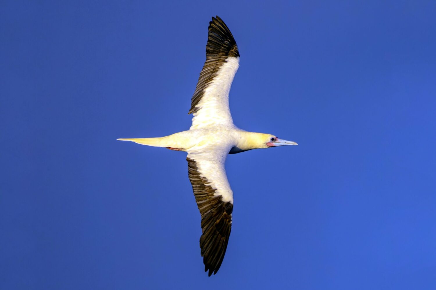 Blue Water, Bright Birds: Photographing Australia’s Boobies at Sea