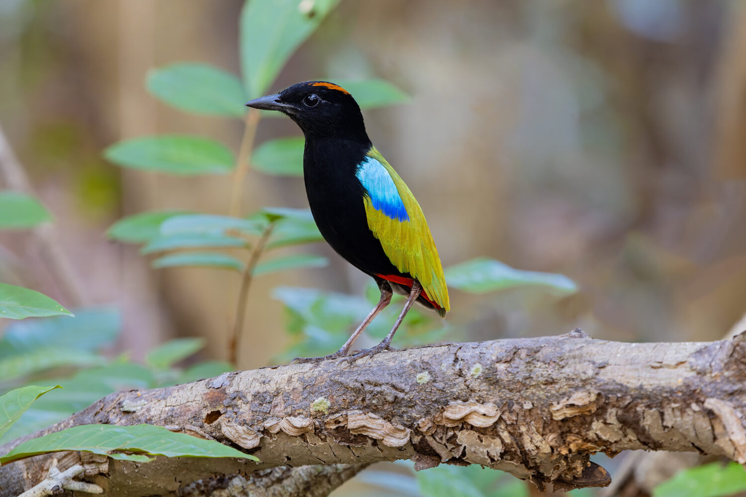 Meeting the Rainbow Pitta: Australia’s Shy Rainforest Gem