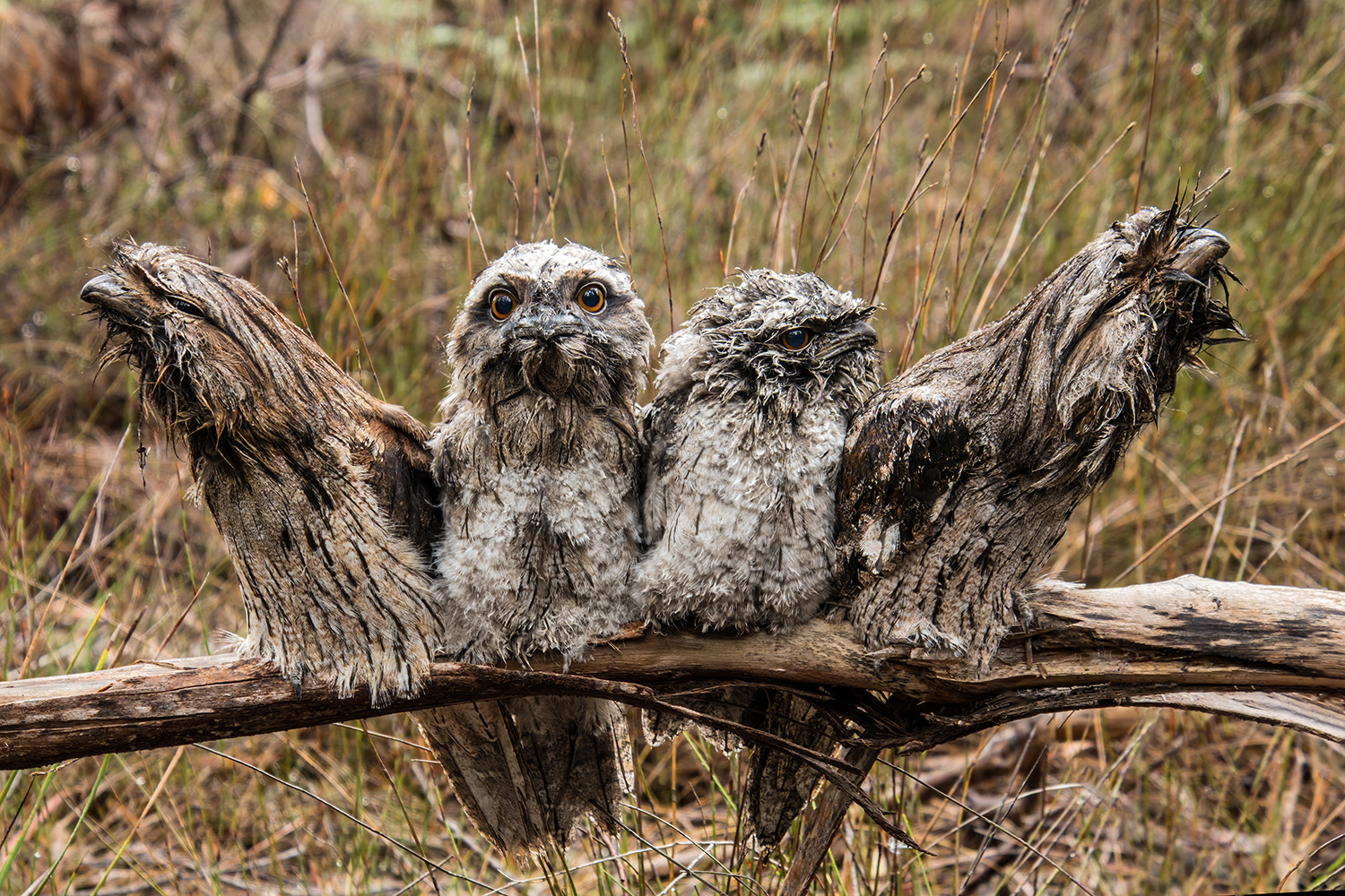 The Bird I Kept Walking Past: Photographing Tawny Frogmouths in Plain Sight