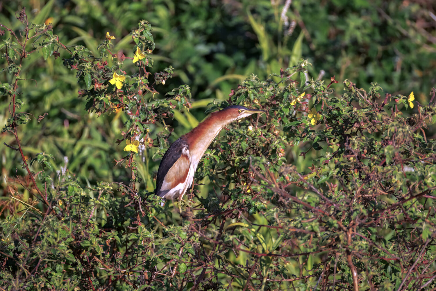 Little Bittern: Big Success