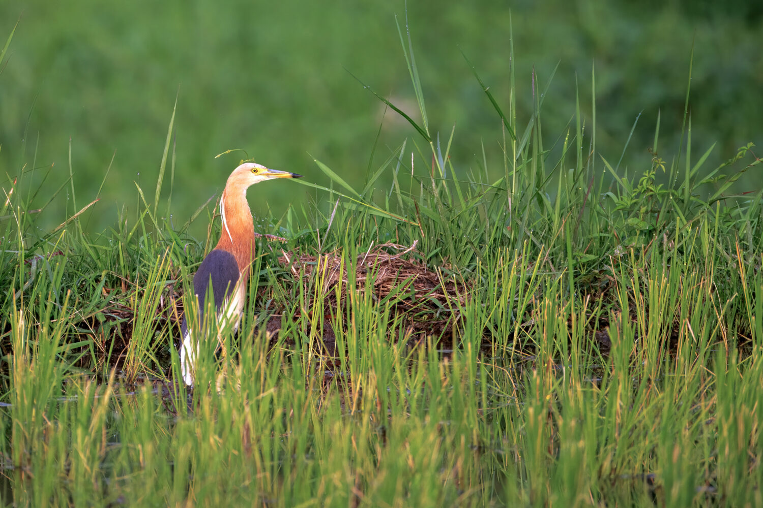 Bali’s Wild Side: A Photographer’s Notes on Birds and Beyond