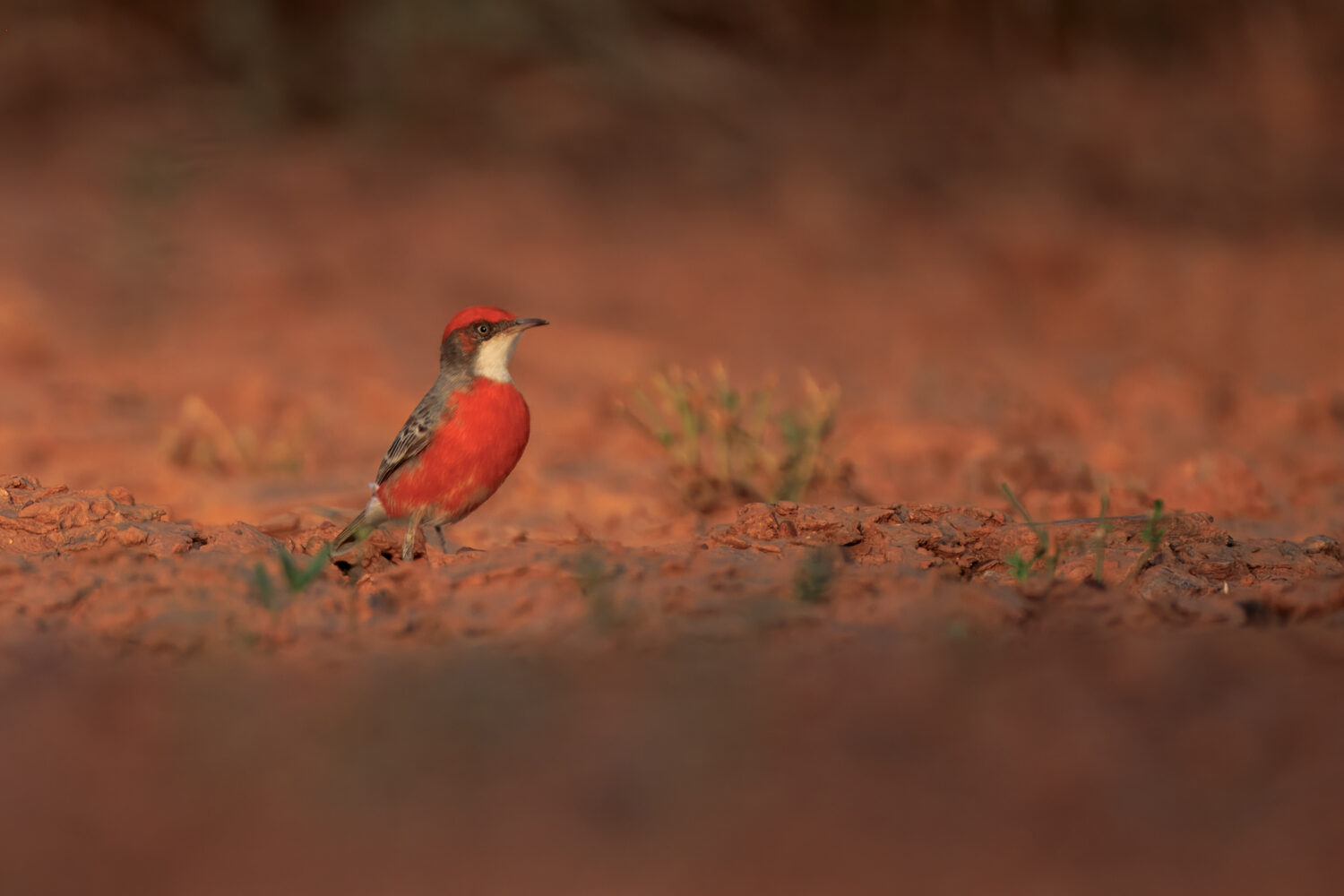When the Desert Turns Crimson