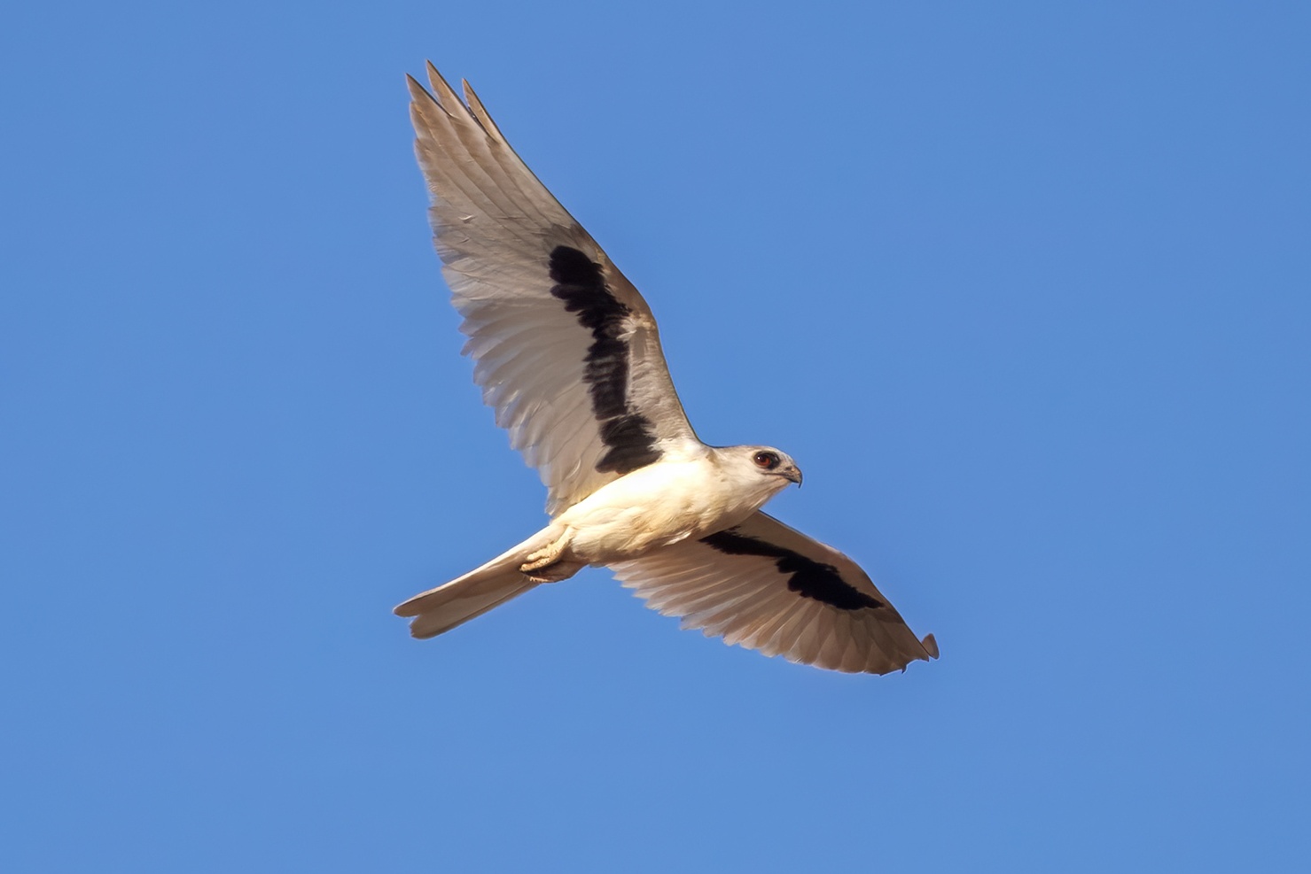 Underwing Secrets: A Close Encounter with a Letter-Winged Kite