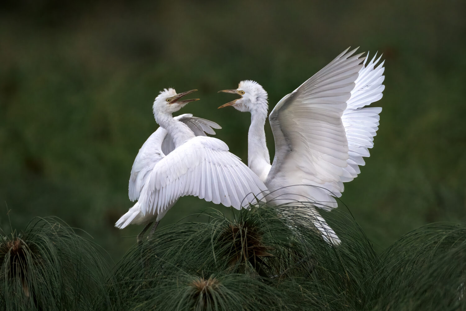 From Egg to Flight: Documenting the Life Cycle of Cattle Egrets