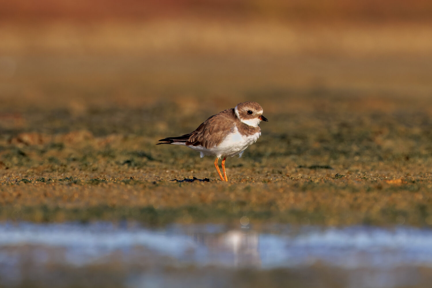 Out of Hemisphere: The Bird in My Backyard
