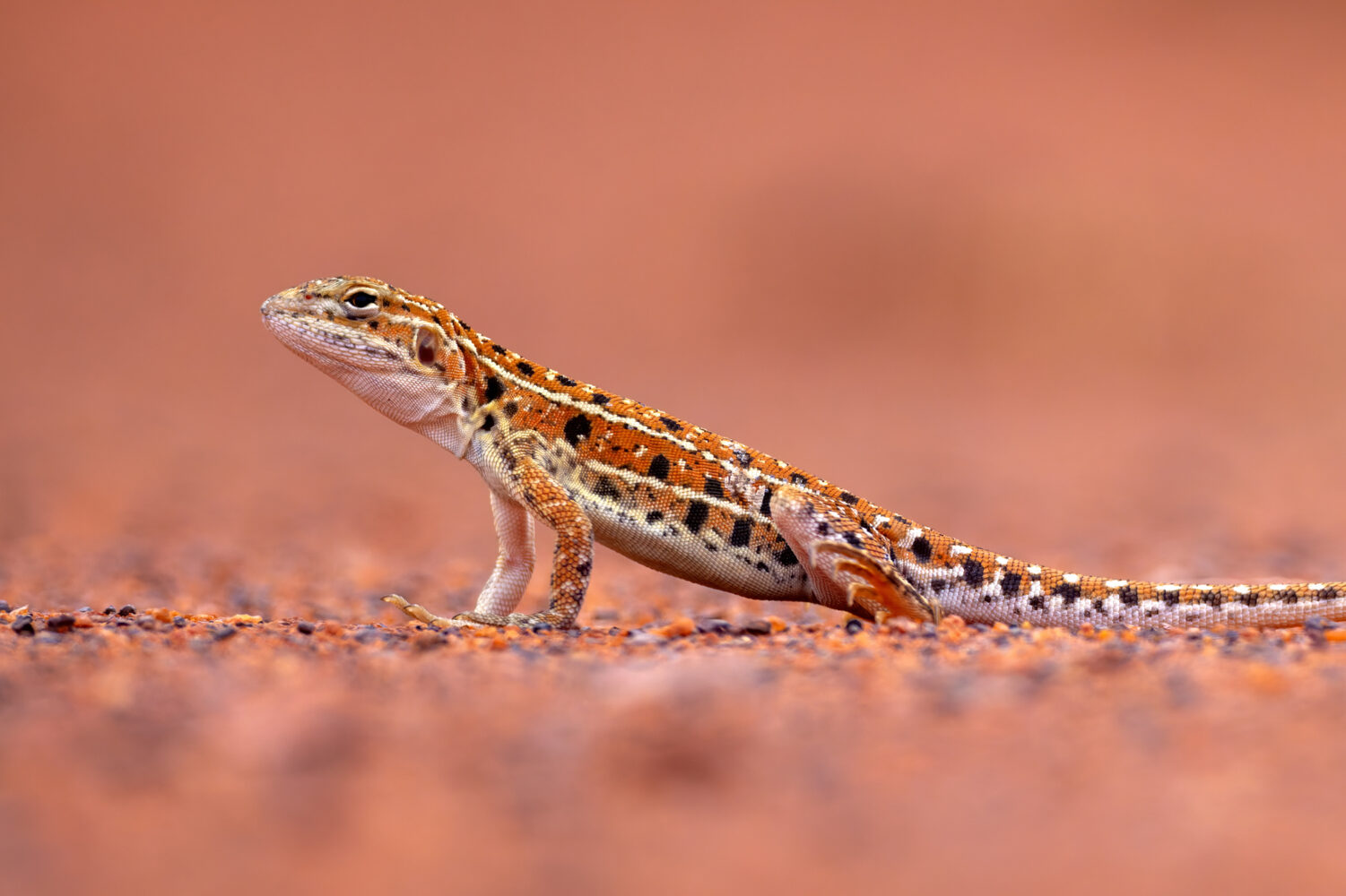Heat, Sand and Speed: Lizards of the Tanami Desert