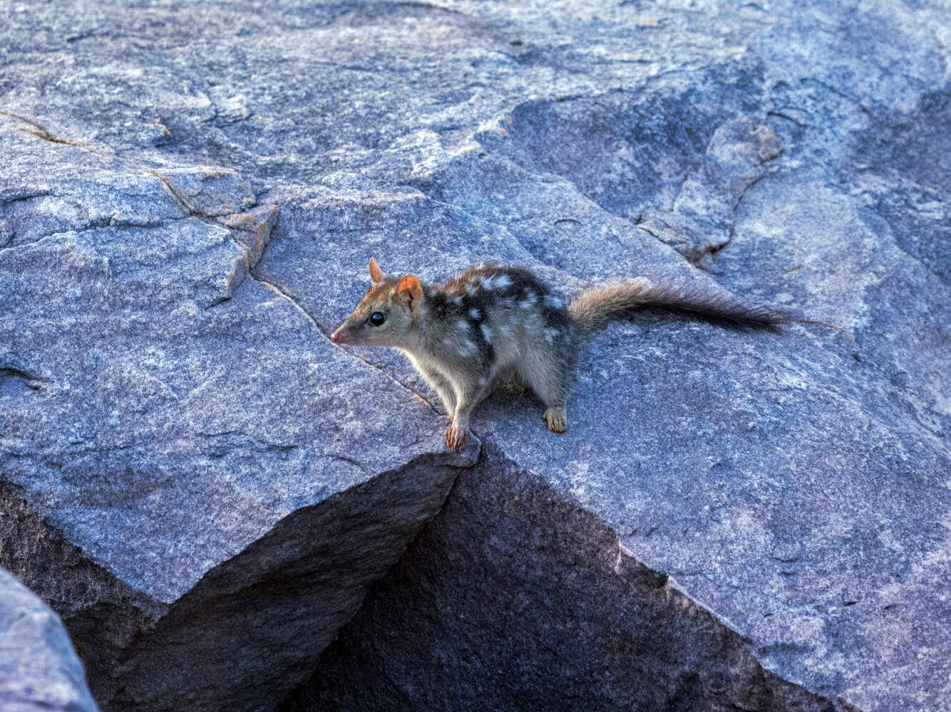 Small, Spotted, and Fierce: The Mighty Northern Quoll