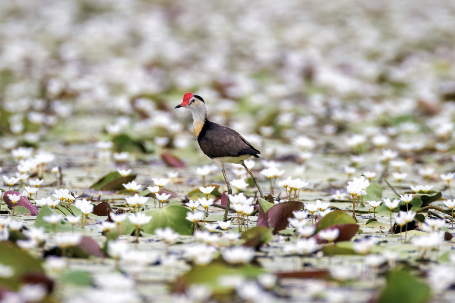 Captured in the Snow: The beauty of the Comb-crested Jacana