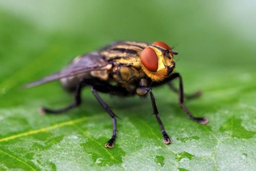 Fly