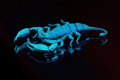 Insects