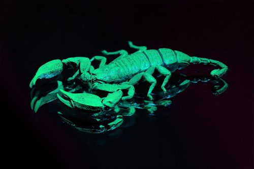 Black Scorpion