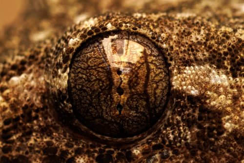 Gecko's eye