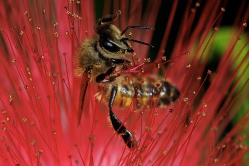 European honey bee