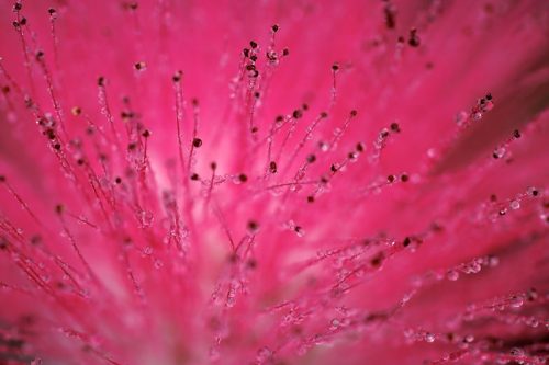 Scarlet Powder-puff