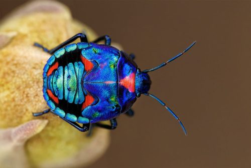 Hibiscus harlequin bug