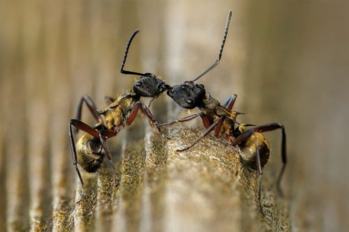 Polyrhachis Rufifemur