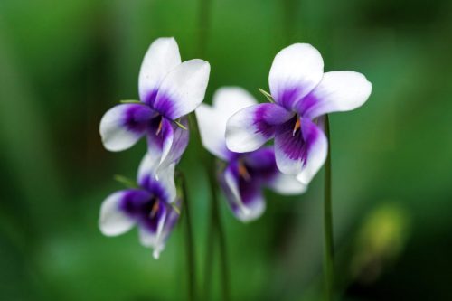 Native Violets