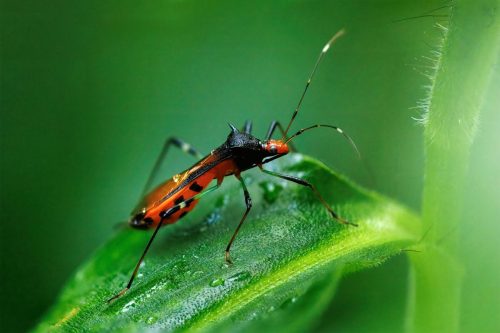 Noliphus erythrocephalus