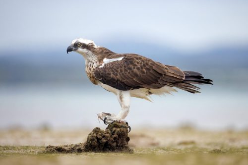 Osprey
