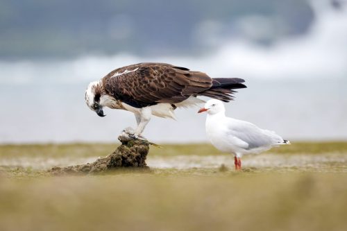 Annoying gull
