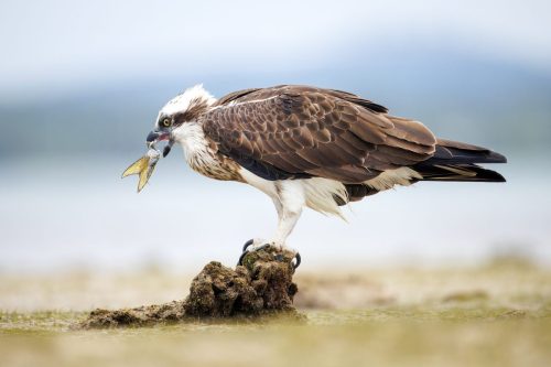 Osprey eats a fish whole
