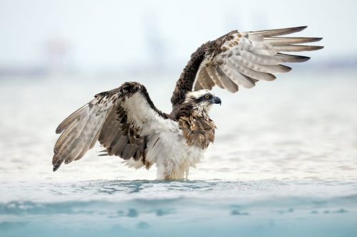 Osprey bathing