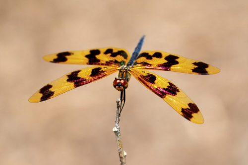 Graphic Flutterer Dragonfly