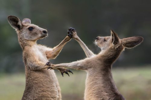 Mammals
