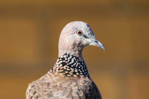 Spotted Dove