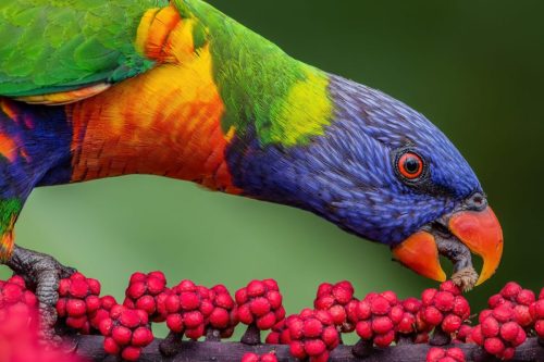Rainbow Lorikeet